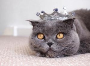 140 ideas de nombres de gatos reales para una mascota regia