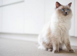 ¿Cuánto cuestan los gatos Ragdoll?