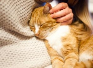 Posibles razones por las que tu gato de repente se muestra cariñoso contigo