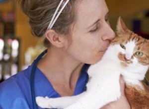 Consejos de un veterinario para gatos y cómo cuidarlos mejor