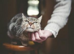 Problemas de salud comunes en felinos ancianos