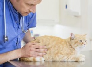 Aspectos negativos de quitarle las garras a un gato