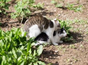 Lo que necesitas saber sobre el comportamiento sexual felino