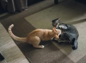 Videos divertidos de peleas de gatos