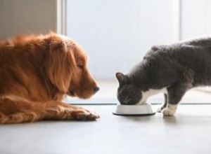 Estaciones de alimentación para gatos a prueba de perros 