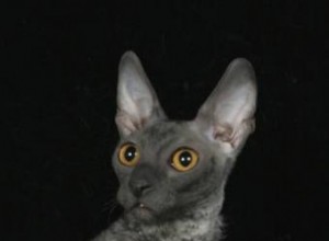 Perspectivas de un criador de gatos Cornish Rex