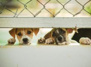 11 señales de que un cachorro proviene de un criadero de cachorros