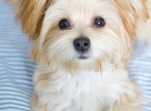 Datos y videos sobre los cachorros Morkie