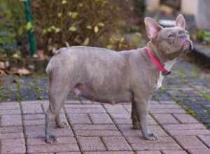 Gestación canina:Desglose de embarazos semana a semana