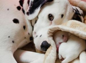 Entrega de cachorros