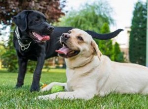 Qué hacer cuando los perros están atados