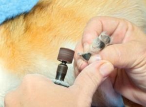 Uso de un afilador de uñas para perros