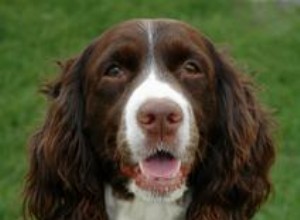 9 Enfermedades del Springer Spaniel