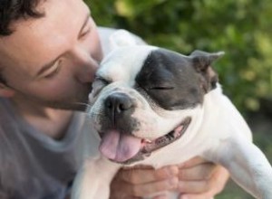 Dog Jadeo 101:¿Cuánto tiempo después del ejercicio es normal?