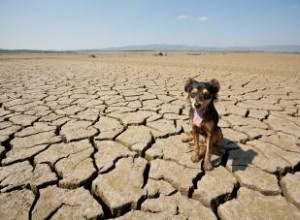 Guía para la deshidratación en perros