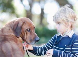 Cómo hacer que un perro vomite