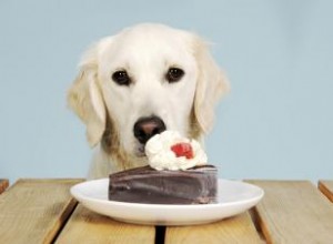 Cómo tratar a un perro que comió chocolate