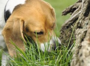 Lista de 38 plantas que son venenosas para los perros