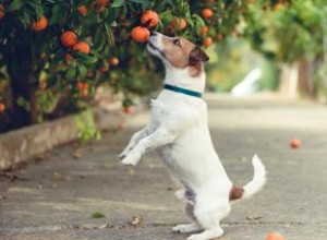 ¿Pueden los perros comer mandarinas? Consejos de expertos