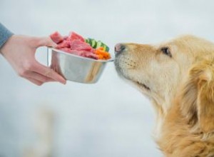 Los 9 alimentos para perros más saludables 