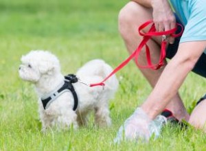 5 bolsas biodegradables para caca de perro a tener en cuenta