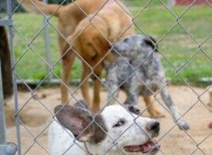 Cómo construir un corral para perros