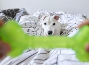 Juguetes parlantes e interactivos para perros:huesos, pelotas y diversión