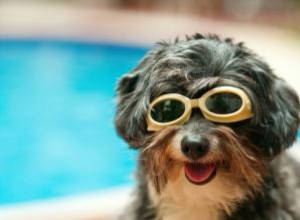 Diez razones para comprar una piscina infantil para su perro