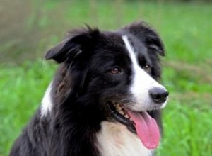 Dificultades para manejar border collies