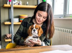 15 mejores perros de apartamento:razas adecuadas de todos los tamaños