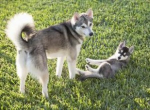 Perfil de Alaska Klee Kai:una raza de perro inteligente y llamativa