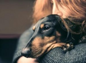 Desglose de la raza de perro Dachshund:¿Son estos cachorros para ti?