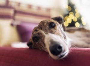 Razas de perros tranquilos a tener en cuenta