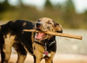 Perro leopardo Catahoula:¿Quién es este cachorro desconocido?