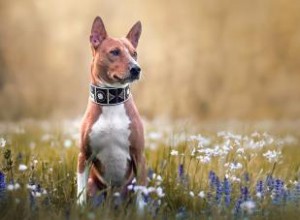 Introducción a la raza de perro basenji:exploración de sus rasgos y orígenes