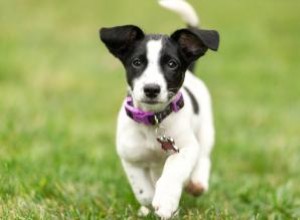 Rasgos y temperamento del Jack Russell Terrier