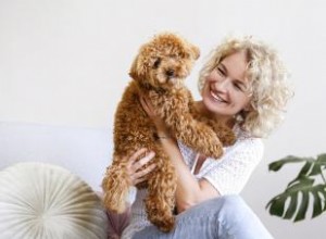 Maltipoo Designer Cross 101:¿Quiénes son estos adorables cachorros?