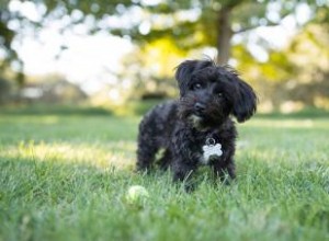 Conoce al adorable híbrido Yorkie Poo