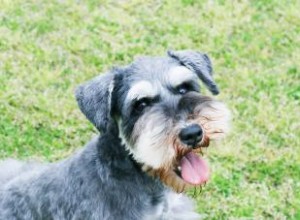 Manual del propietario sobre las características y la salud del Schnauzer Miniatura