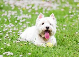 Perfil del West Highland Terrier:un fiel compañero