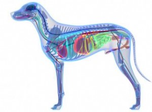 Ilustraciones de anatomía canina