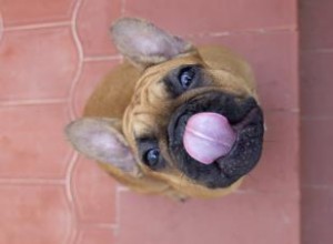 Cuánta comida alimentar a un perro con una dieta cruda