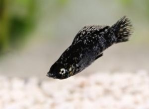 Peces portadores de vida que son buenas mascotas