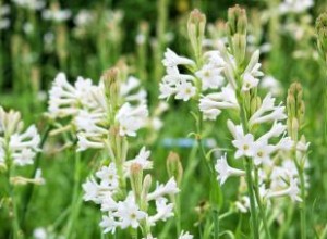 Fundamentos de la tuberosa:cultivo de plantas perennes aromáticas