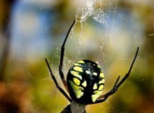 Araña de jardín amarilla