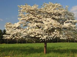 10 árboles con flores populares