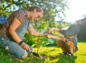 Cómo plantar un árbol que prosperará durante años