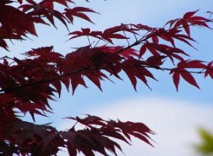 Cuidado del arce japonés