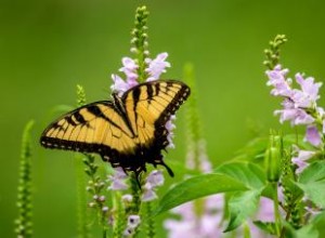 Plantas nativas y sus beneficios en su jardín