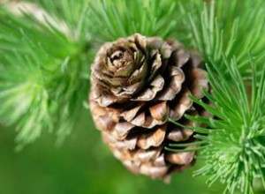 ¿Cómo se reproducen las plantas sin flores?